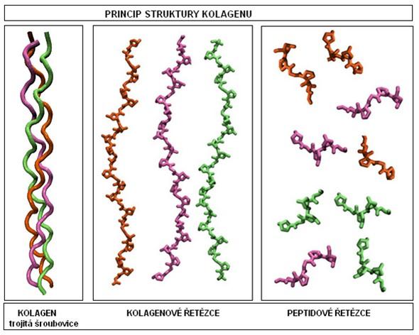 Princip struktury kolagenu