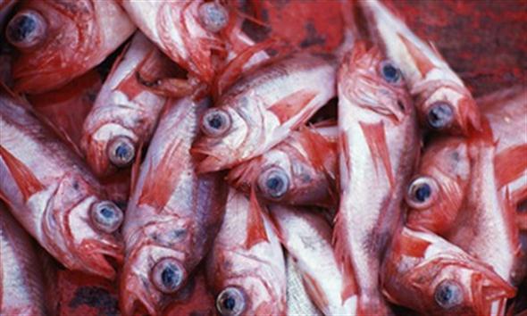 Ryby jsou prevencí cukrovky, mořské plody naopak!
