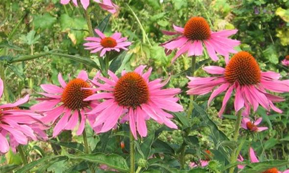 Echinacea – deštník proti bacilům