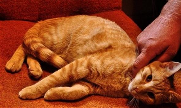 Domácí zvířata uzdravují, dotyky upevňují vztah